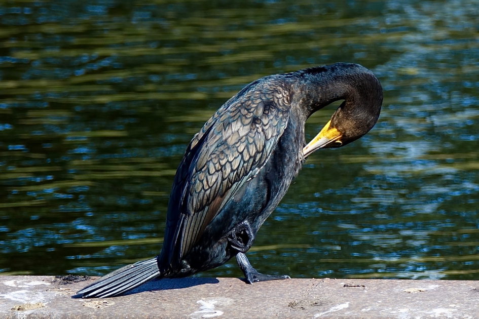 Zit m'n dasje goed? - Vogels - Aalscholver