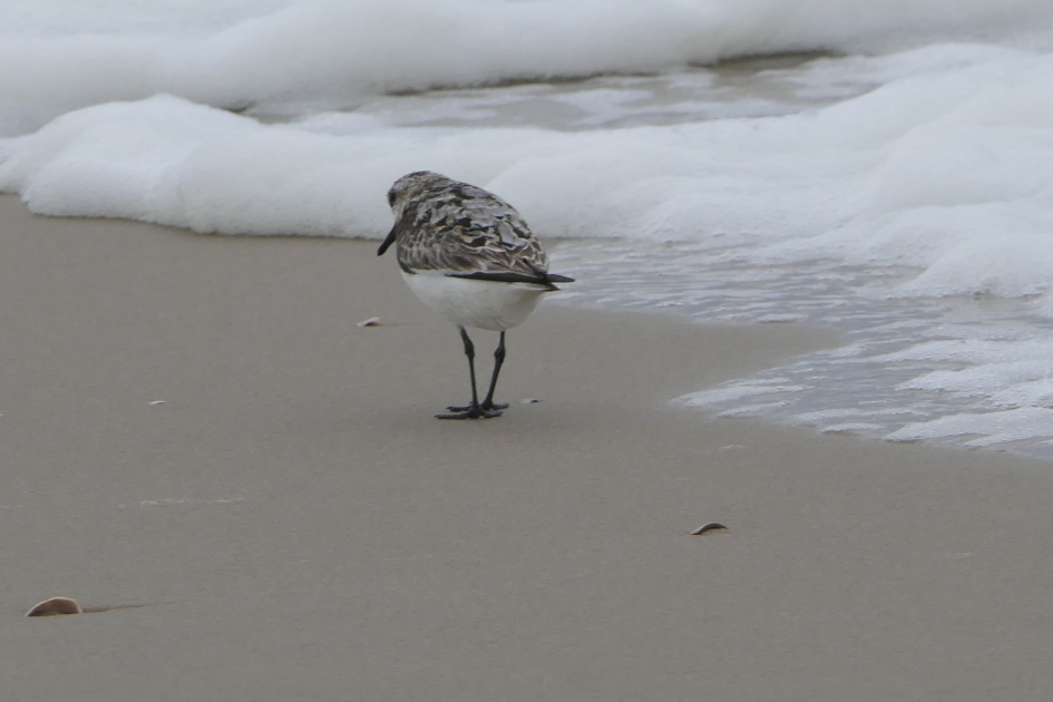 Zoeken - Vogels - Drieteenstrandloper