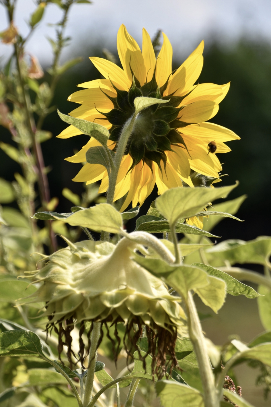 Zonnebloem - Planten - 