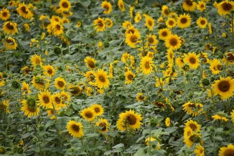 Zonnebloemen