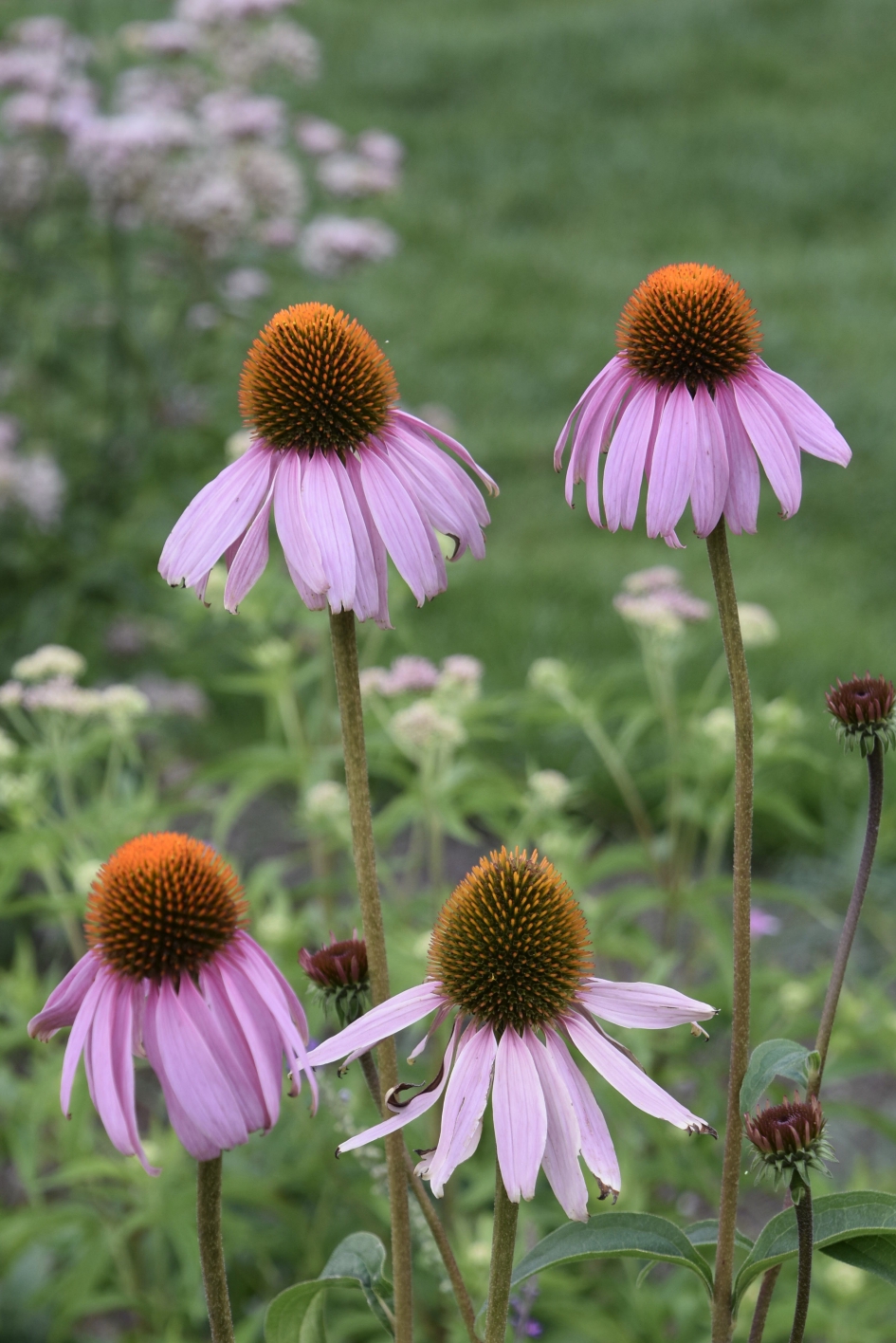 Zonnehoed - Planten - 
