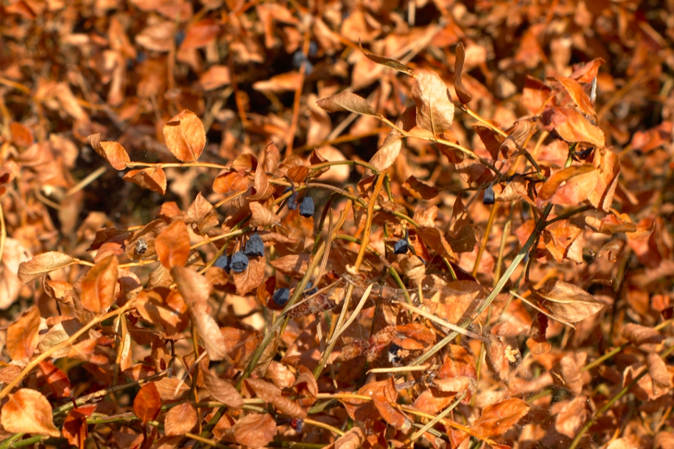 Zouden er volgend jaar nog bosbessen komen, dit jaar verdrogen ze. - Overig - 