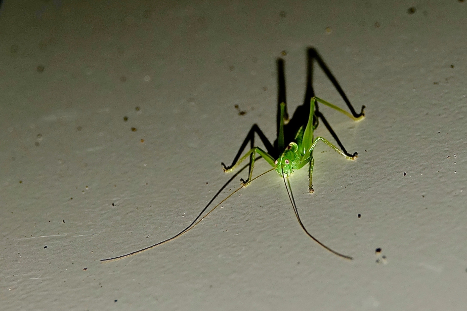 Zuidelijke nachthaan - Geleedpotigen - Zuidelijke boomsprinkhaan