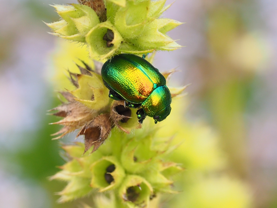 Zuringhaantje? - Geleedpotigen - Ik vermoed het zuringhaantje