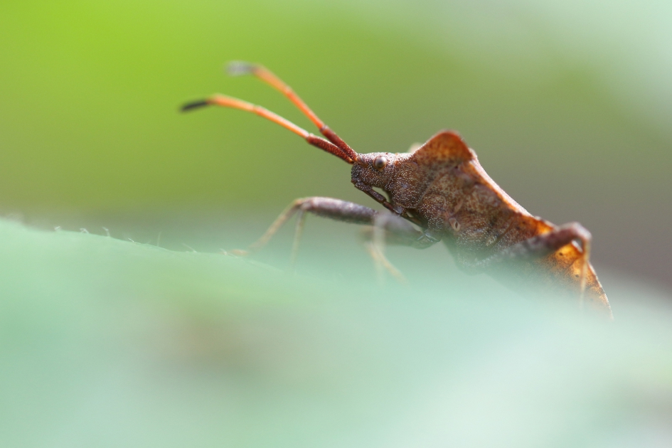 zuringrandwants - Geleedpotigen - 