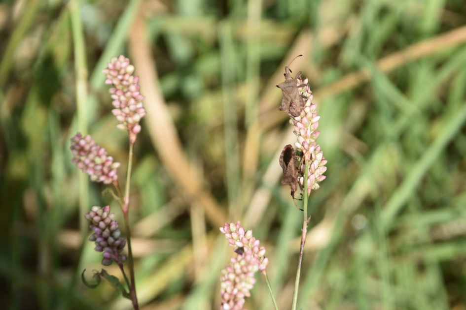 Zuringwantsen - Geleedpotigen - 