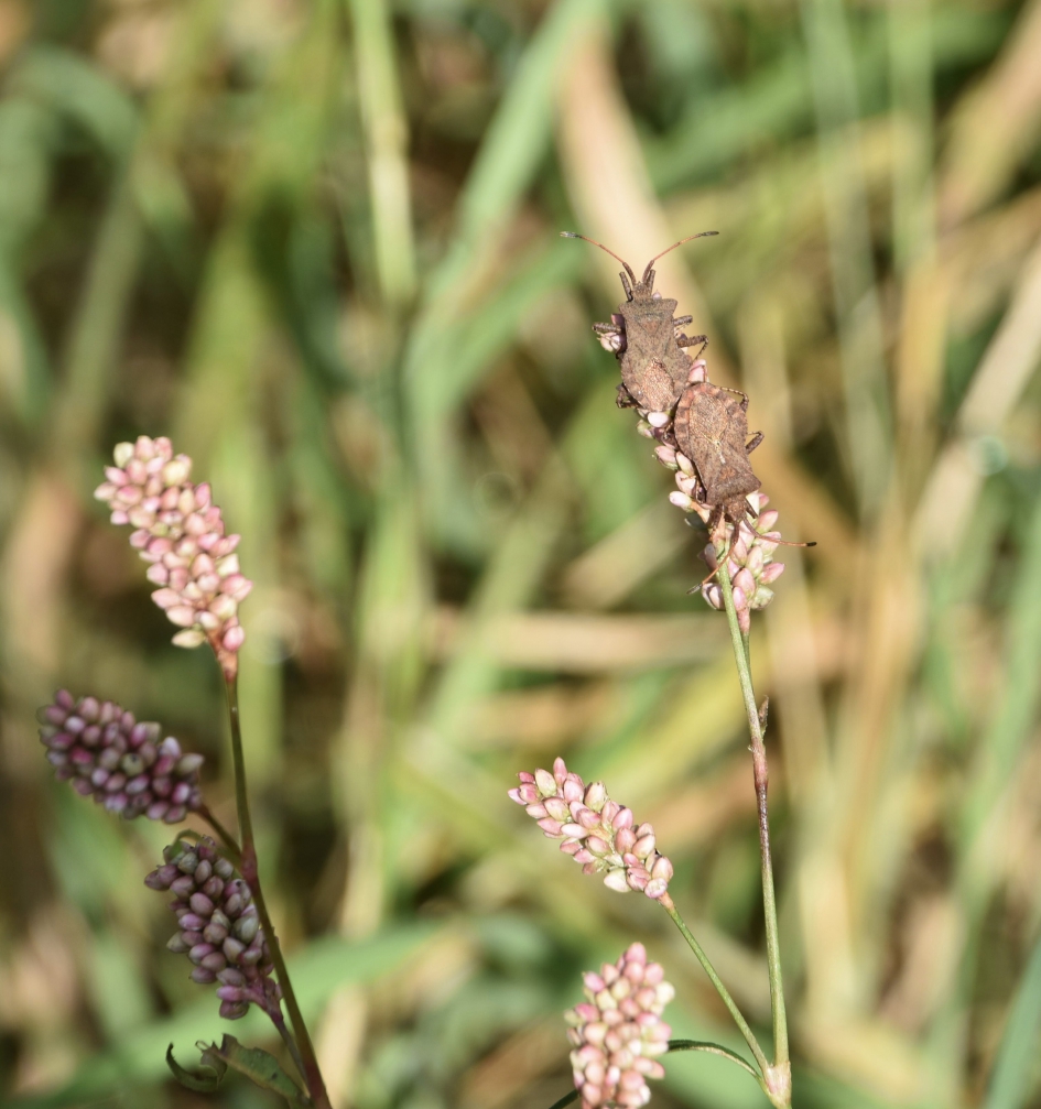 Zuringwantsen - Geleedpotigen - 