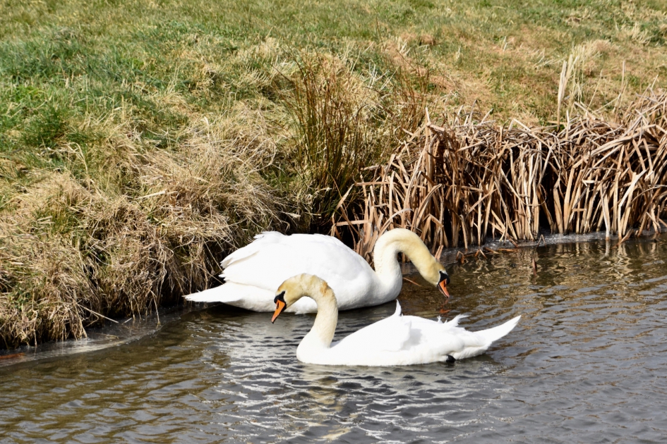 Zwanenpaar - Vogels - 