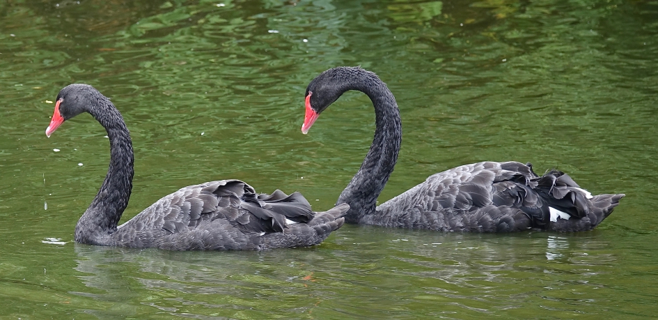 Zwanenpaar - Vogels - Zwarte zwaan
