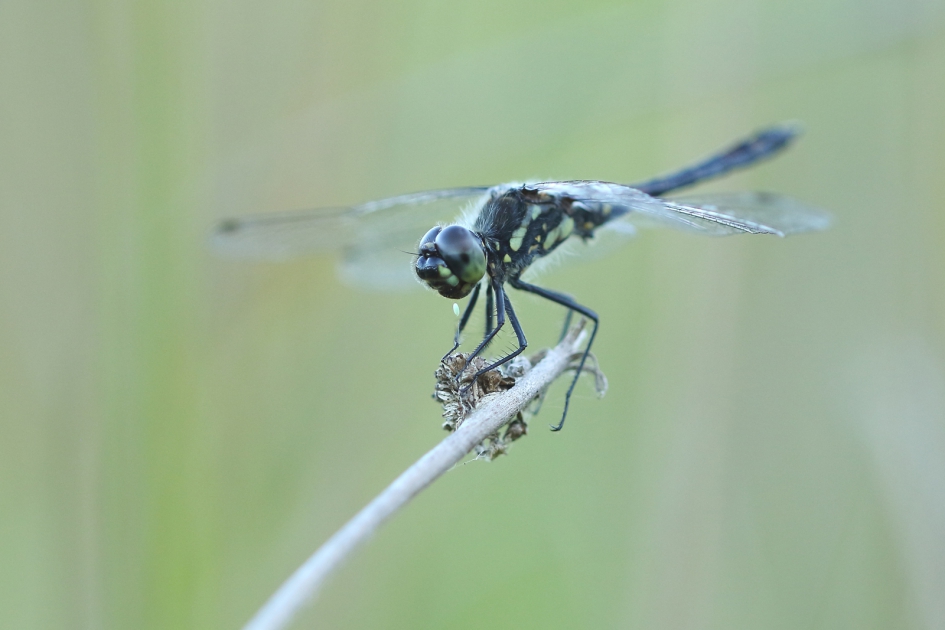 zwarte heidelibel -m- - Geleedpotigen - 