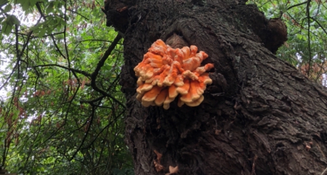 Zwavelzwam (?) op morelboom