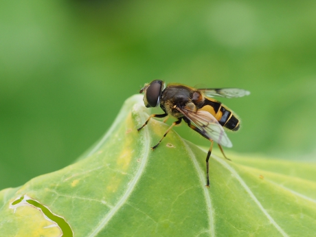 Zweefvlieg op koolblad