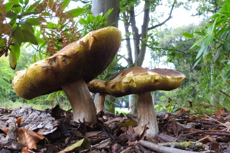 3 Boleten en 2 kaboutertjes