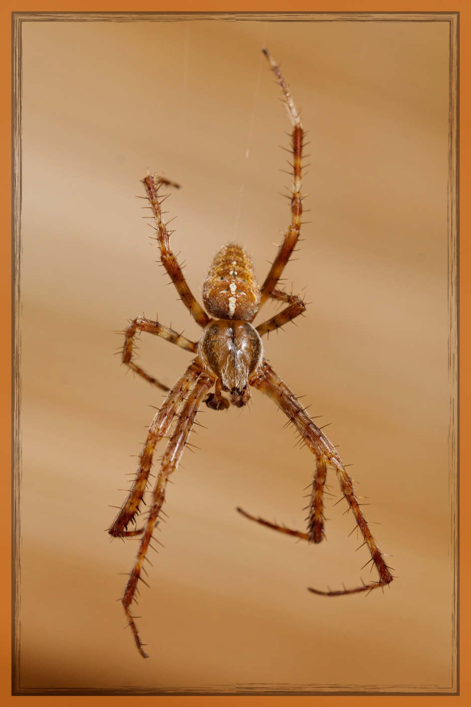 Aan een enkel draadje - Geleedpotigen - Kruisspin