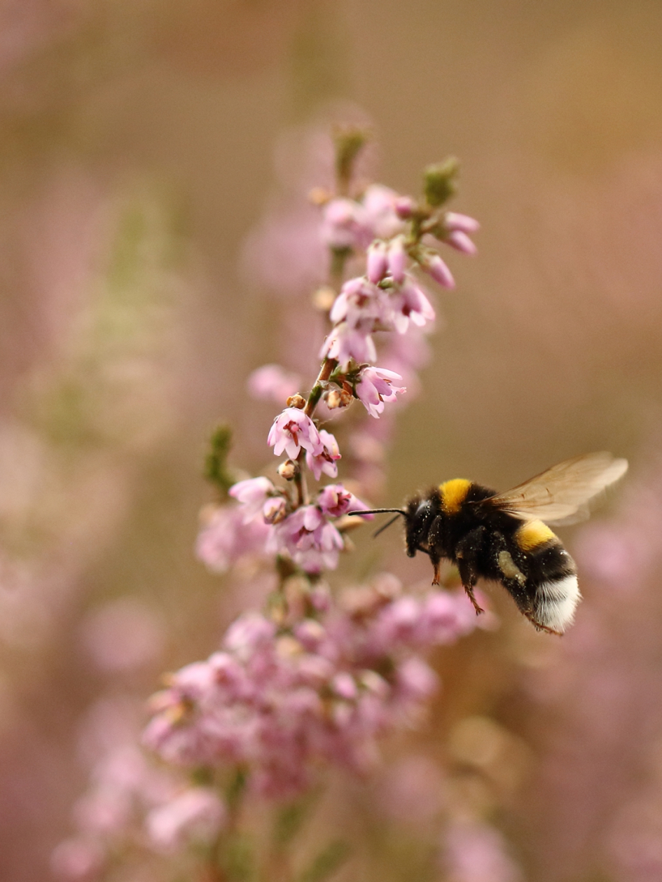 aardhommel - Geleedpotigen - 