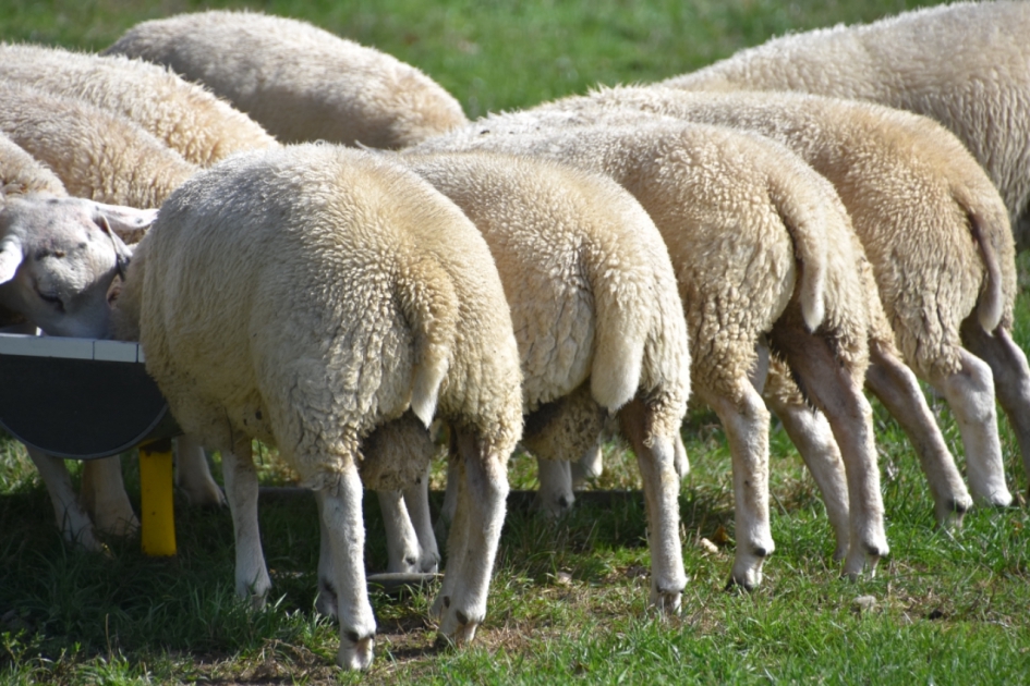 Achterkant.... - Zoogdieren - 