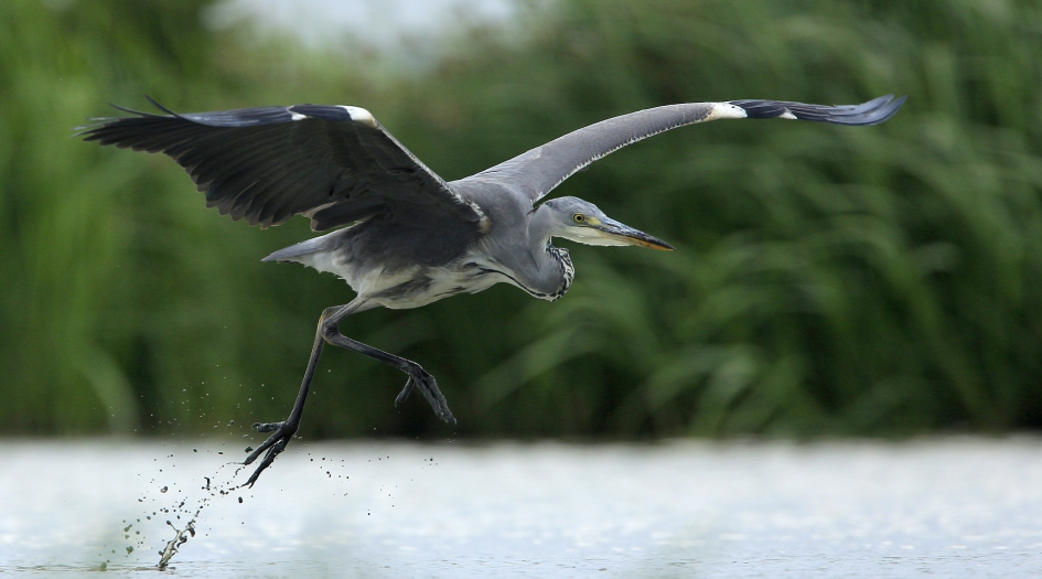 Actief - Vogels - Blauwe reiger