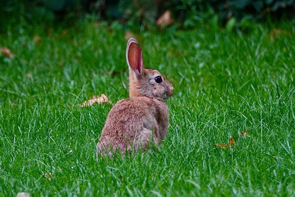 Alerte knuffel - Zoogdieren - Konijn