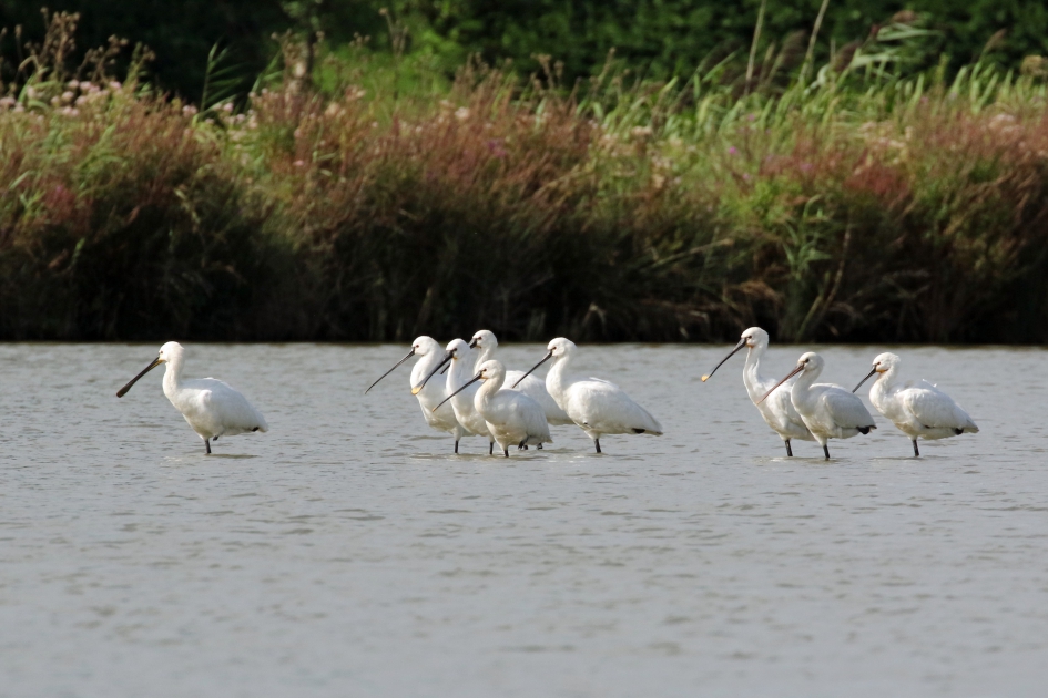 Alle snaveltjes dezelfde kant op - Vogels - Lepelaars