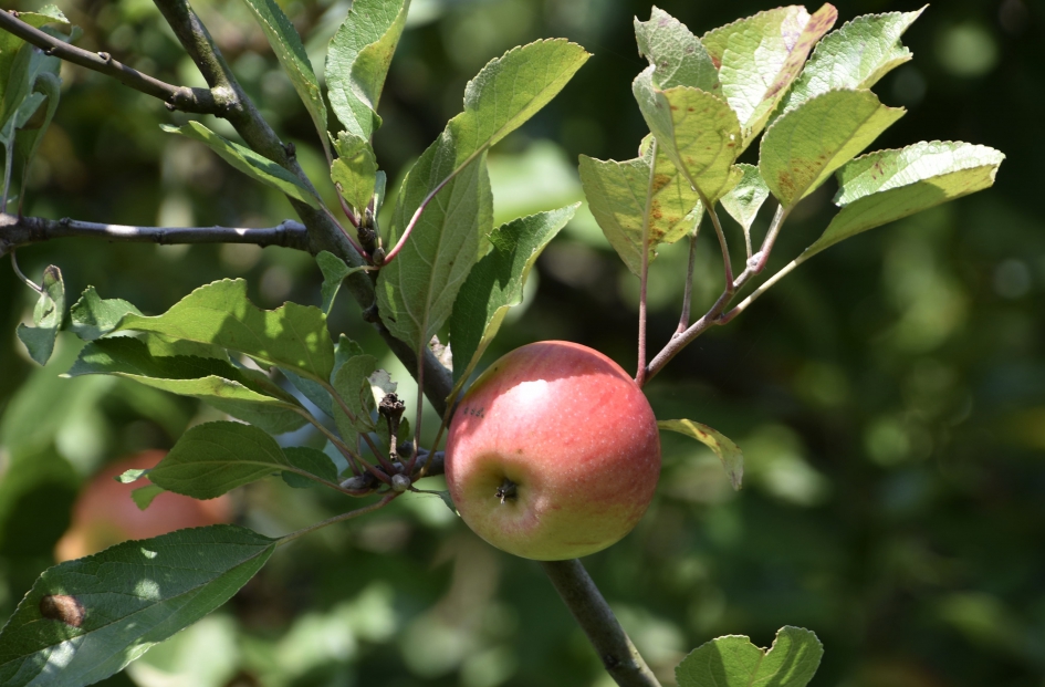 Appels - Planten - 