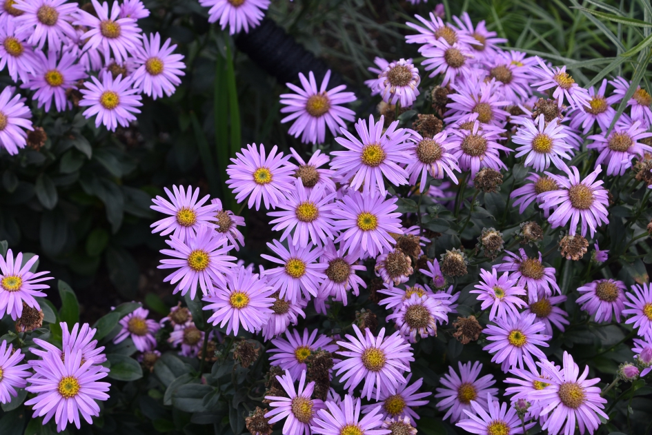 Asters - Planten - 