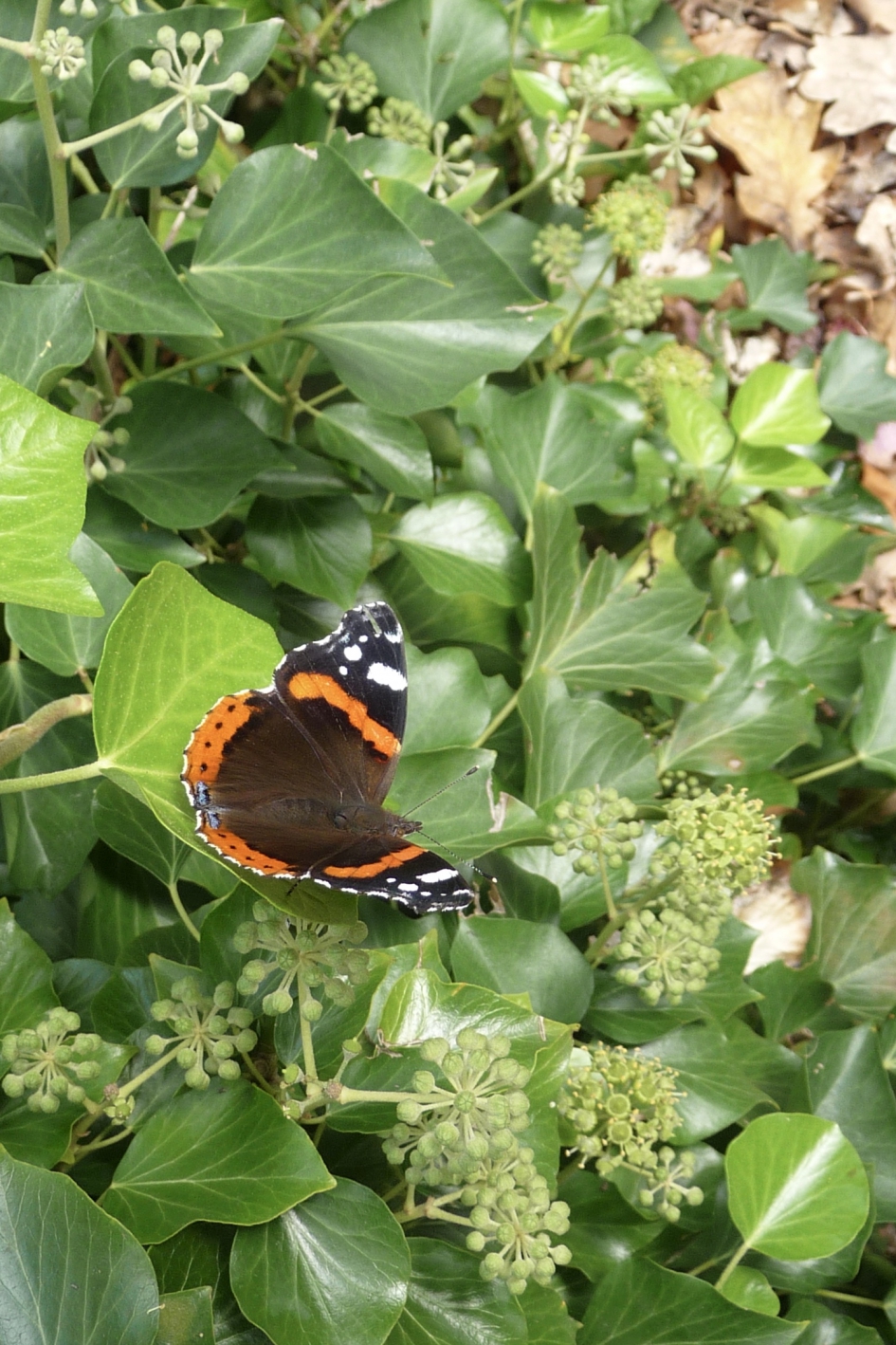 Atalanta - Geleedpotigen - 