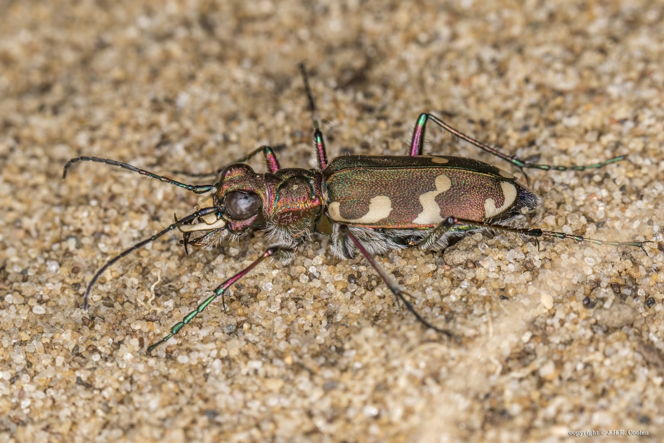 Bastaardzandloopkever - Geleedpotigen - Bastaardzandloopkever