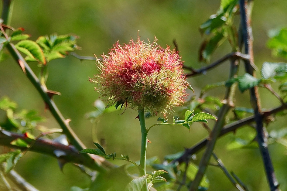 Bedeguaargal - Planten - Bedeguaargal