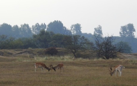 Beetje oefenen alvast