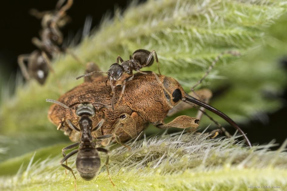 Belaagd - Geleedpotigen - Kleine eikelboorsnuitkever