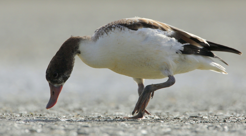 Bergeend - Vogels - Bergeend