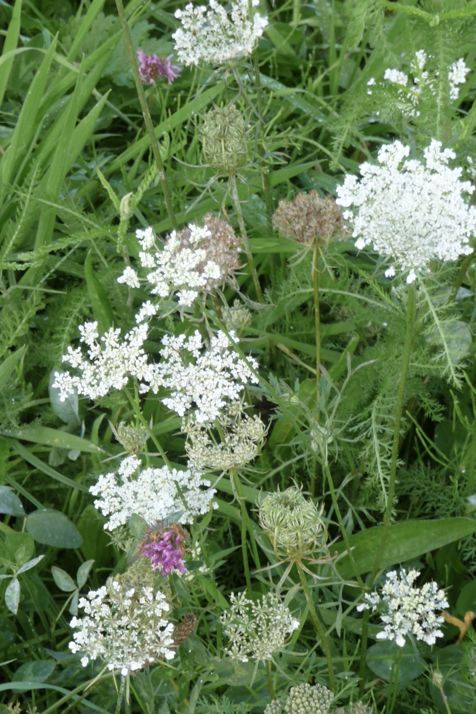 Bermbloemen - Planten - 