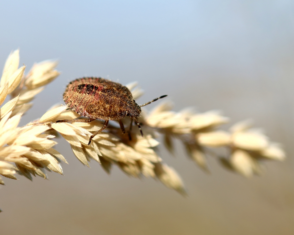 bessenschildwants -nimf- - Geleedpotigen - 