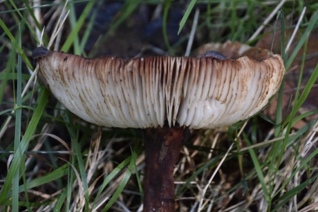 Bezoek op de rand van de hoed..