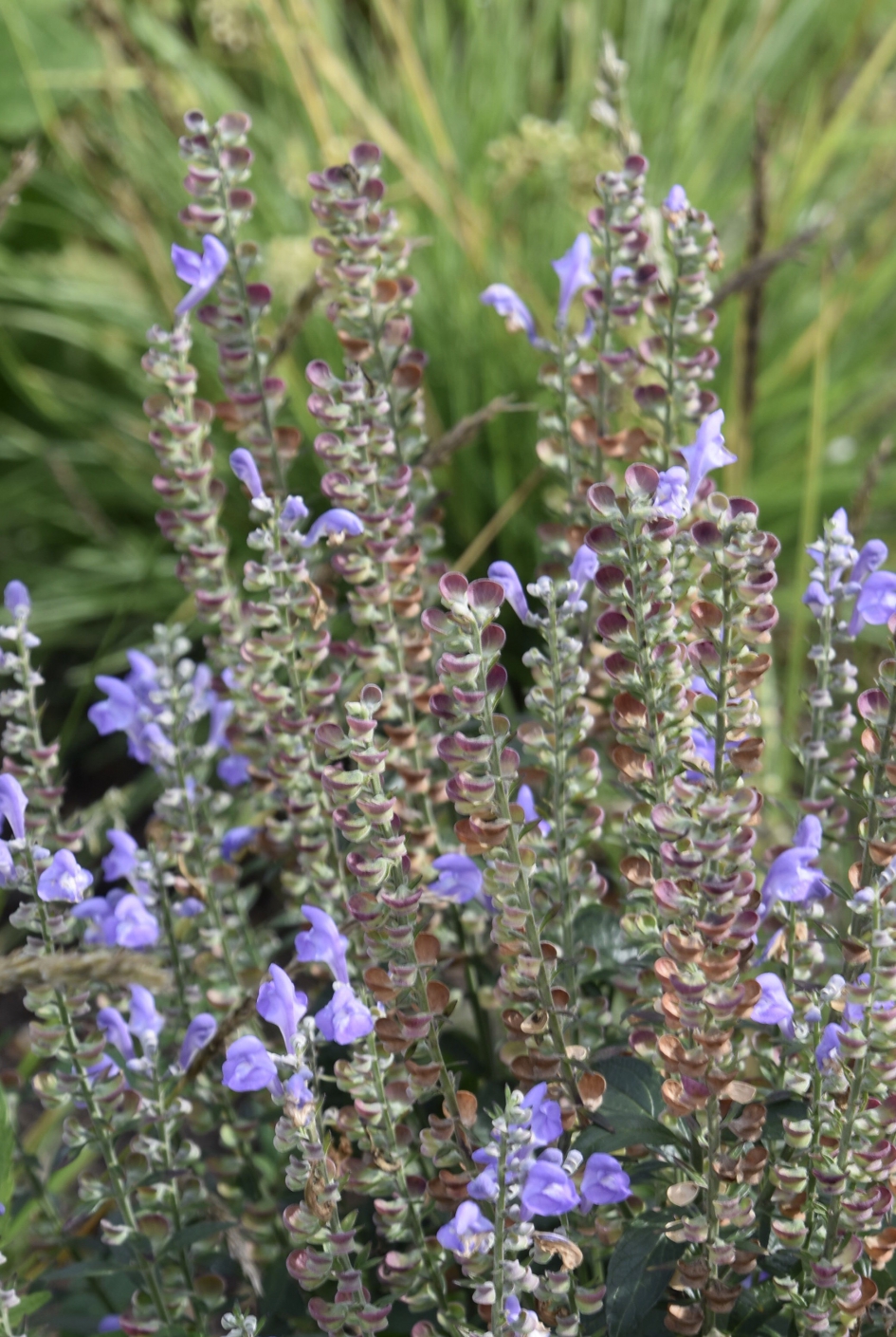 Bijna uitgebloeid - Planten - 