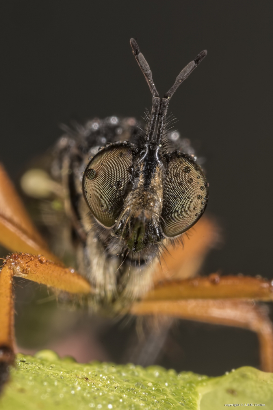 Bladjager - Geleedpotigen - Bladjager