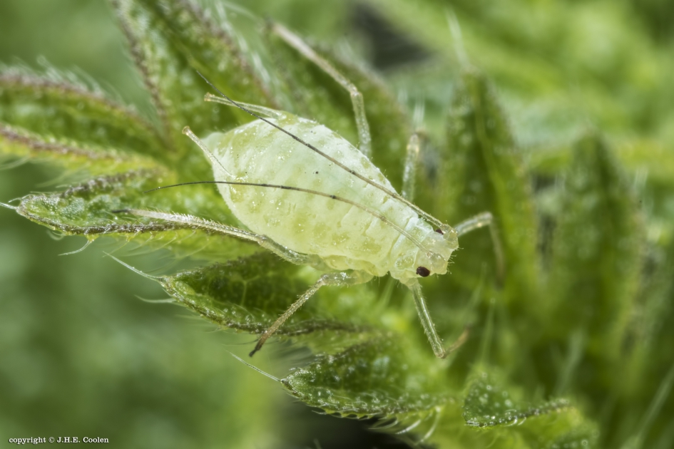 Bladluis - Geleedpotigen - Bladluis
