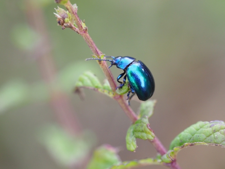 Blauw muntgoudhaantje