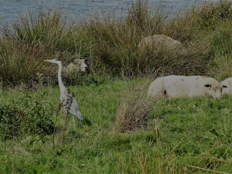 Blauwe reiger houdt de schapen gezelschap
