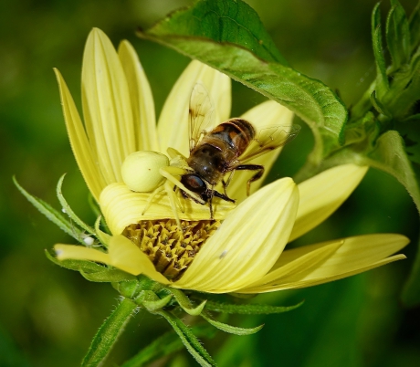 Blind voor gevaar in geel