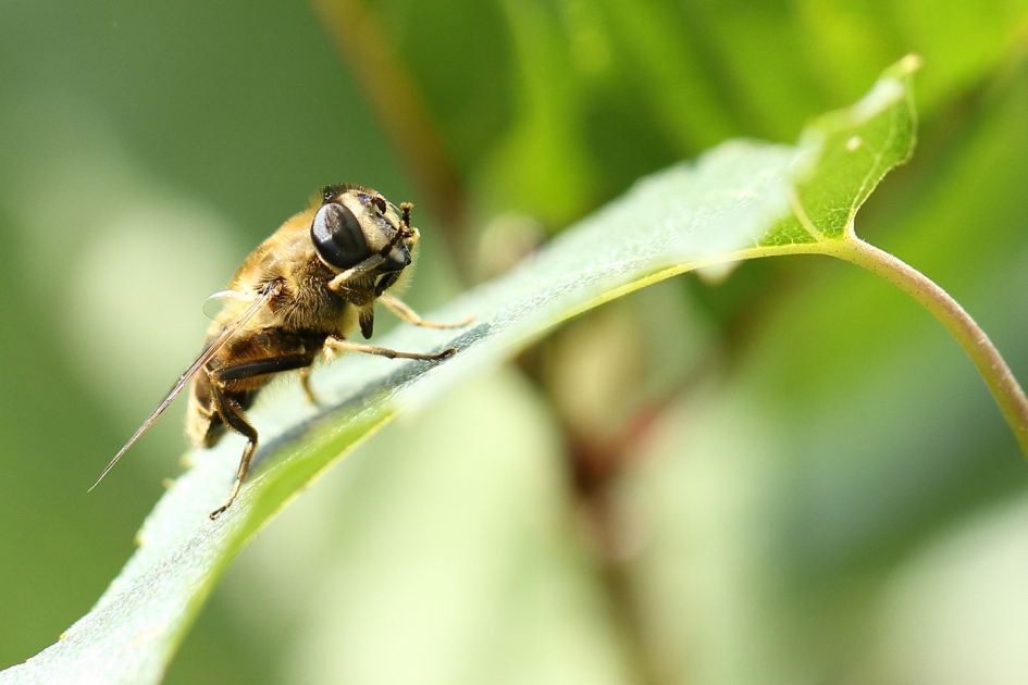 blinde bij - Geleedpotigen - 