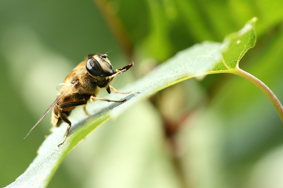 blinde bij -v- - Geleedpotigen - blinde bij
