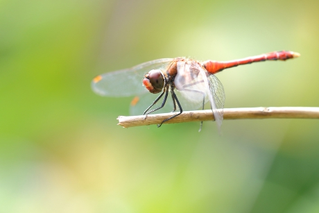 bloedrode heidelibel -m-