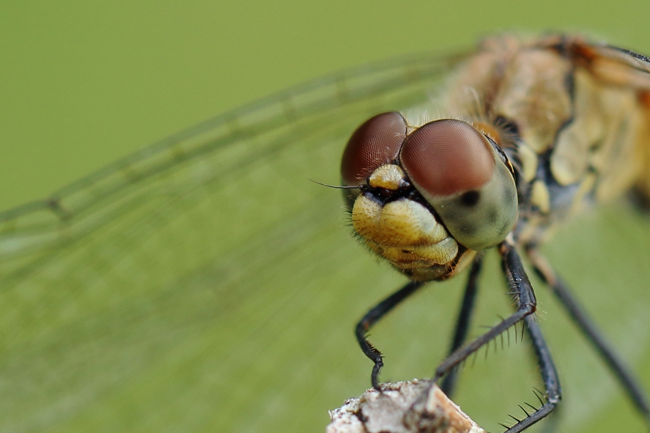 bloedrode heidelibel -v- - Geleedpotigen - 