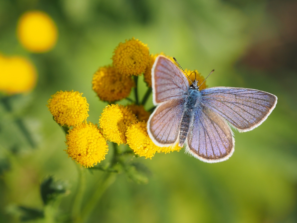 Boerenwormkruid - Geleedpotigen - Icarusblauwtje, mannetje