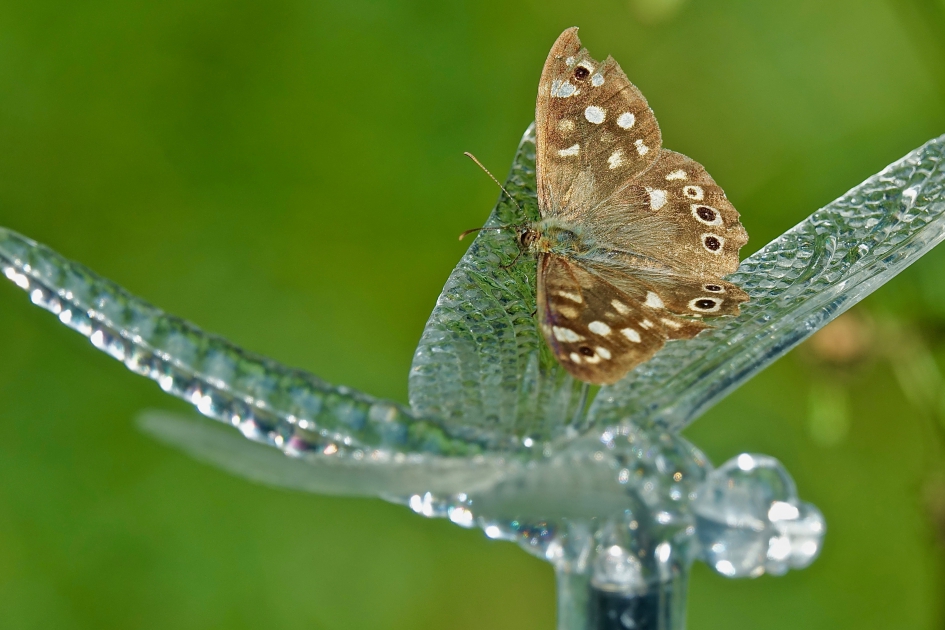 Bont Zandoogje op Libelle - Geleedpotigen - Bont Zandoogje