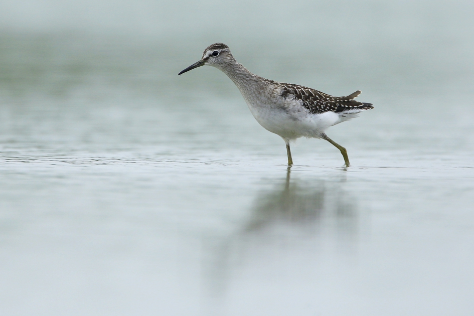 Bosruiter - Vogels - Bosruiter