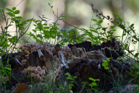 Bovenop een bergje..