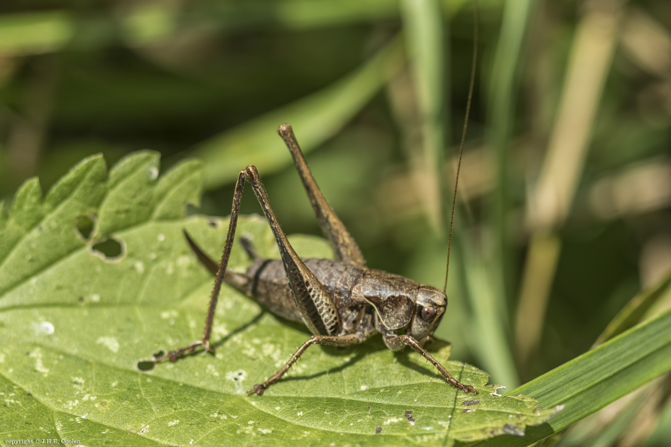 Bramensprinkhaan - Geleedpotigen - Bramensprinkhaan