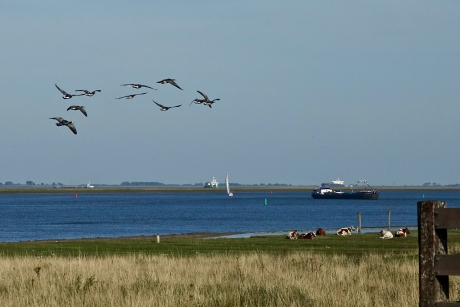Brandganzen boven de Westerschelde